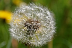 dandelion-851883_1280.jpg